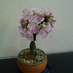 桜の盆栽