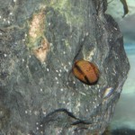 石巻貝の産卵
