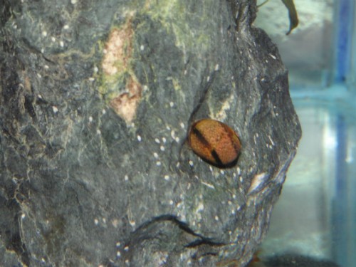 石巻貝の産卵